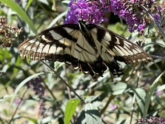 Papilio glaucus