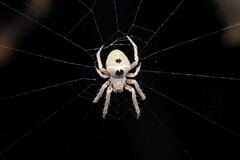 Hortophora