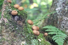 Apioperdon pyriforme