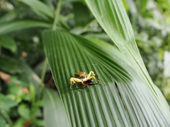 Phrynarachne ceylonica
