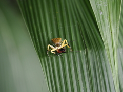 Phrynarachne ceylonica