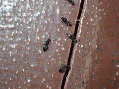 Technomyrmex vitiensis
