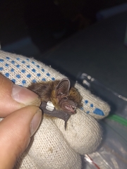 Eptesicus nilssonii