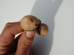 Psilocybe gallaeciae