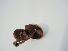 Psilocybe gallaeciae