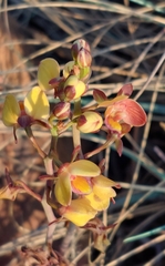 Eulophia tuberculata