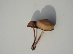 Psilocybe gallaeciae