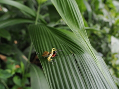 Phrynarachne ceylonica