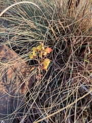 Eulophia tuberculata