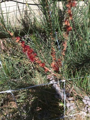 Allocasuarina paradoxa