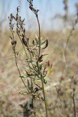 Veronica austriaca dentata