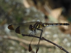 Sympetrum infuscatum