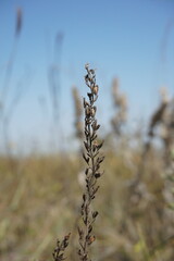 Veronica austriaca dentata