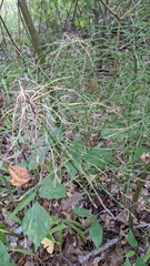 Equisetum pratense