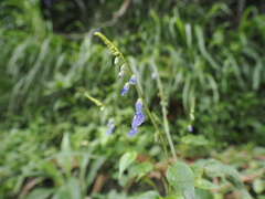 Rhynchoglossum obliquum