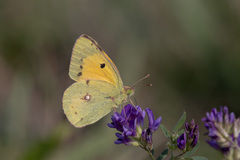 Colias croceus