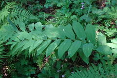 Polygonatum multiflorum