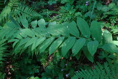 Polygonatum multiflorum