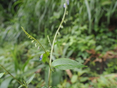 Rhynchoglossum obliquum