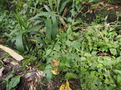 Rhynchoglossum obliquum