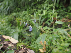 Rhynchoglossum obliquum