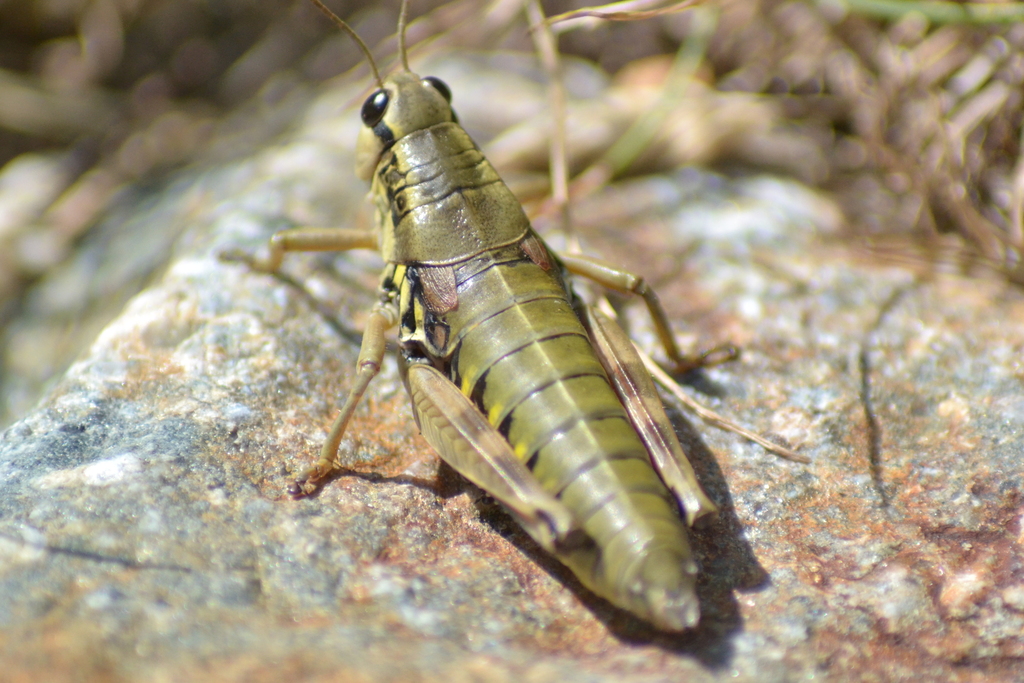 Alpes-Maritimes Mountain Grasshopper