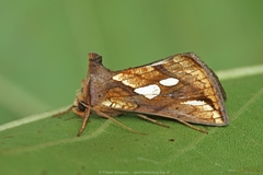 Plusia festucae