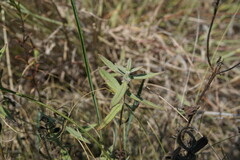 Veronica austriaca dentata