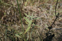 Veronica austriaca dentata
