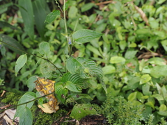 Rhynchoglossum obliquum