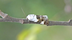 Acontia lucida