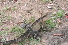 Intellagama lesueurii