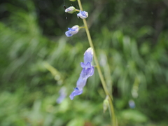 Rhynchoglossum obliquum