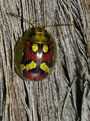 Paropsisterna nobilitata