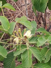 Caryocar brasiliense