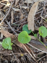 Violaceae