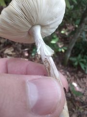 Validae