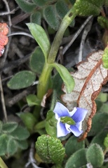 Gentiana prostrata