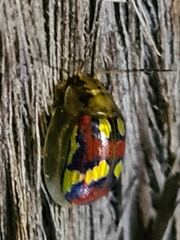 Paropsisterna nobilitata