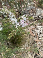 Philotheca hispidula