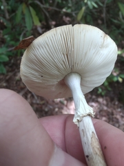 Validae