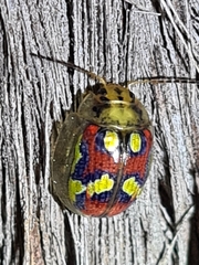 Paropsisterna nobilitata