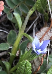 Gentiana prostrata
