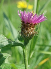 Centaurea oxylepis