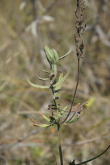 Veronica austriaca dentata