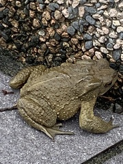 Bufo bankorensis