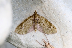 Chloroclystis v-ata