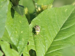 Miridae