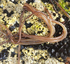 Nemalion elminthoides