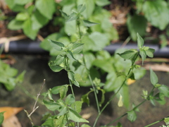 Dicliptera chinensis